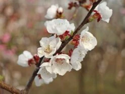 Aprikose 'Kioto' -Günstiges Erd Seele Geschäft aprikose kioto m054317 w 3 1