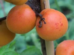 Aprikose 'Kioto' -Günstiges Erd Seele Geschäft aprikose kioto m054317 w 3