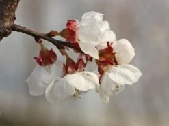 Aprikose 'Kioto' -Günstiges Erd Seele Geschäft aprikose kioto m054317 w 4