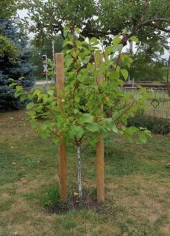 Aprikose 'Mino' -Günstiges Erd Seele Geschäft aprikose mino m045557 1345048 0