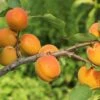Aprikose 'Mombacher Frühaprikose' -Günstiges Erd Seele Geschäft aprikose mombacher fruehaprikose m091337 h 0