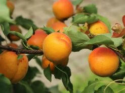 Aprikose 'Mombacher Frühaprikose' -Günstiges Erd Seele Geschäft aprikose mombacher fruehaprikose m091337 w 0