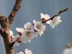 Aprikose 'Mombacher Frühaprikose' -Günstiges Erd Seele Geschäft aprikose mombacher fruehaprikose m091337 w 1