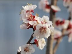 Aprikose 'Mombacher Frühaprikose' -Günstiges Erd Seele Geschäft aprikose mombacher fruehaprikose m091337 w 2