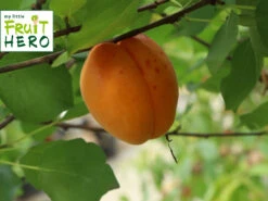 Aprikose My Little Fruit Hero ® 'Bergeron'
