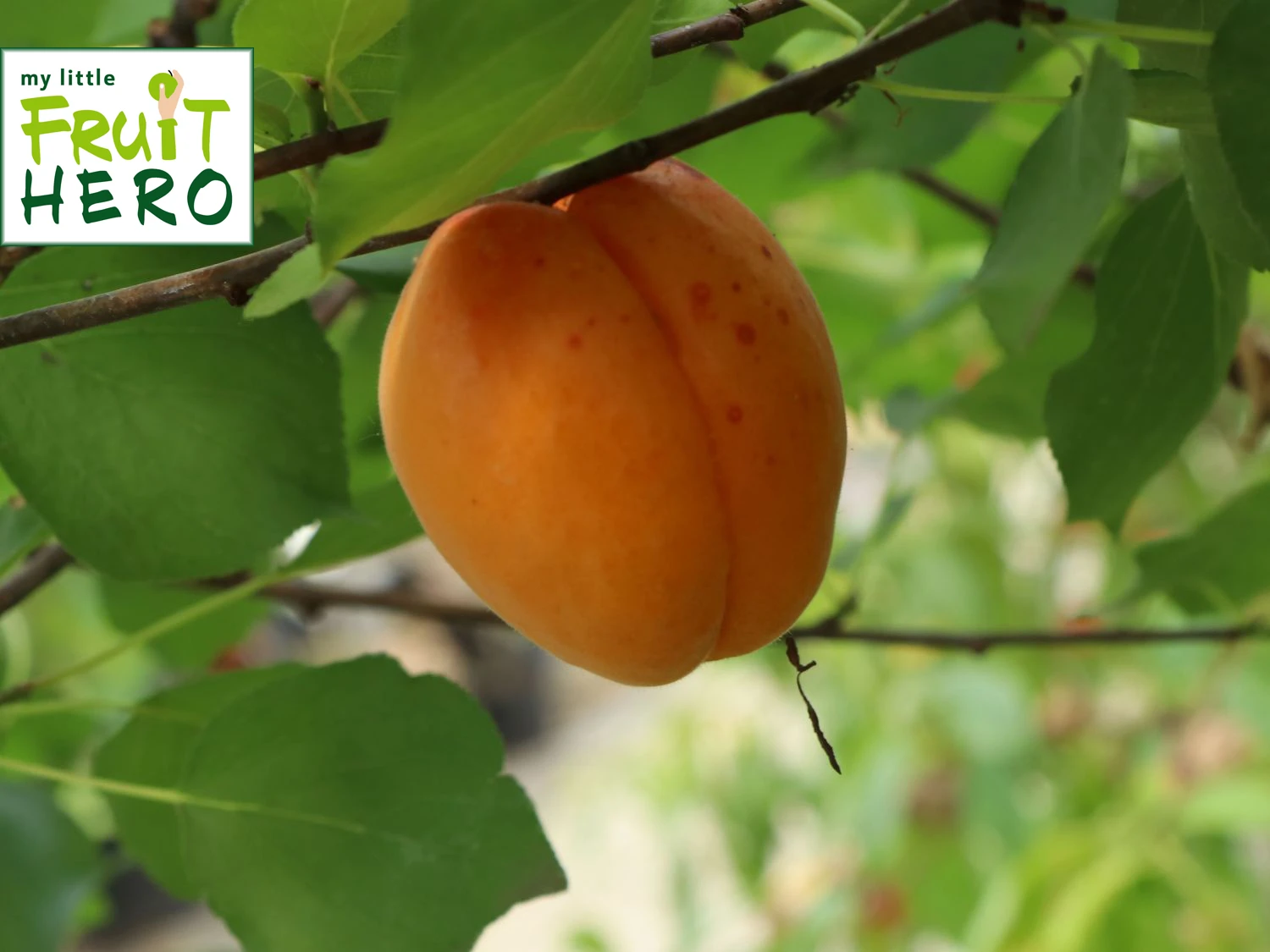 Aprikose My Little Fruit Hero ® 'Bergeron' 3 Aprikose My Little Fruit Hero ® 'Bergeron'