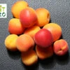 Aprikose My Little Fruit Hero ® 'Harlayne'