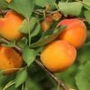 Aprikose 'Orangered' -Günstiges Erd Seele Geschäft aprikose orangered m006716 h 0