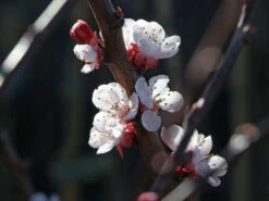 Aprikose 'Orangered' 12 Aprikose 'Orangered' -Günstiges Erd Seele Geschäft aprikose orangered m006716 w 0