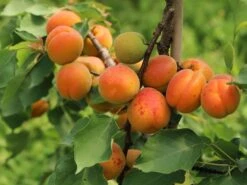 Aprikose 'Orangered' 13 Aprikose 'Orangered' -Günstiges Erd Seele Geschäft aprikose orangered m006716 w 1