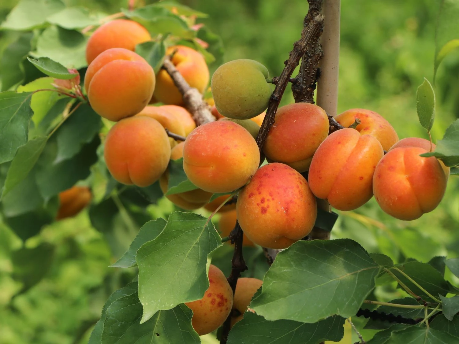 Aprikose 'Orangered' 6 Aprikose 'Orangered' – Bild 4