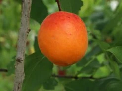 Aprikose 'Orangered' 15 Aprikose 'Orangered' -Günstiges Erd Seele Geschäft aprikose orangered m006716 w 2