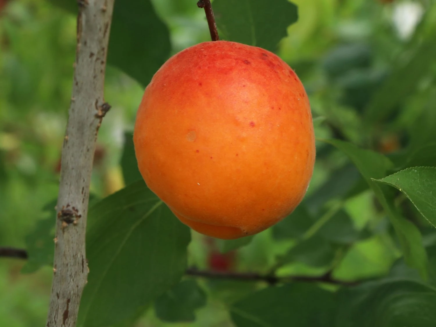 Aprikose 'Orangered' 8 Aprikose 'Orangered' – Bild 6