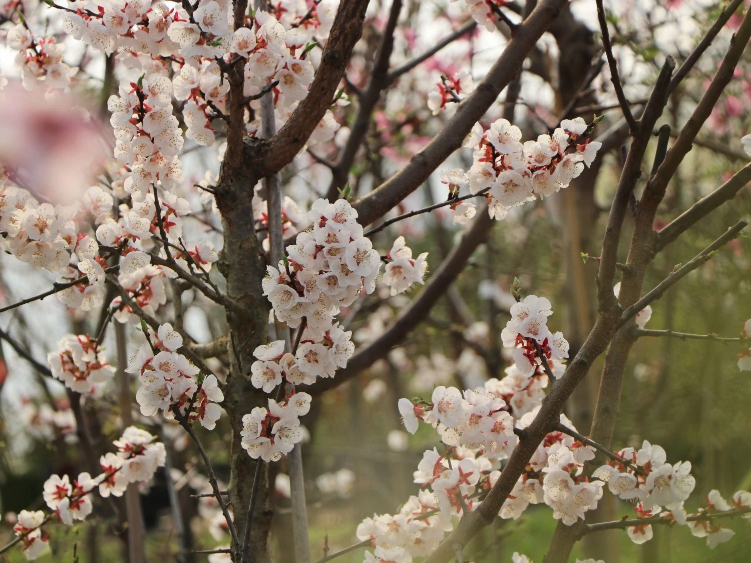 Aprikose 'Orangered' 9 Aprikose 'Orangered' – Bild 7