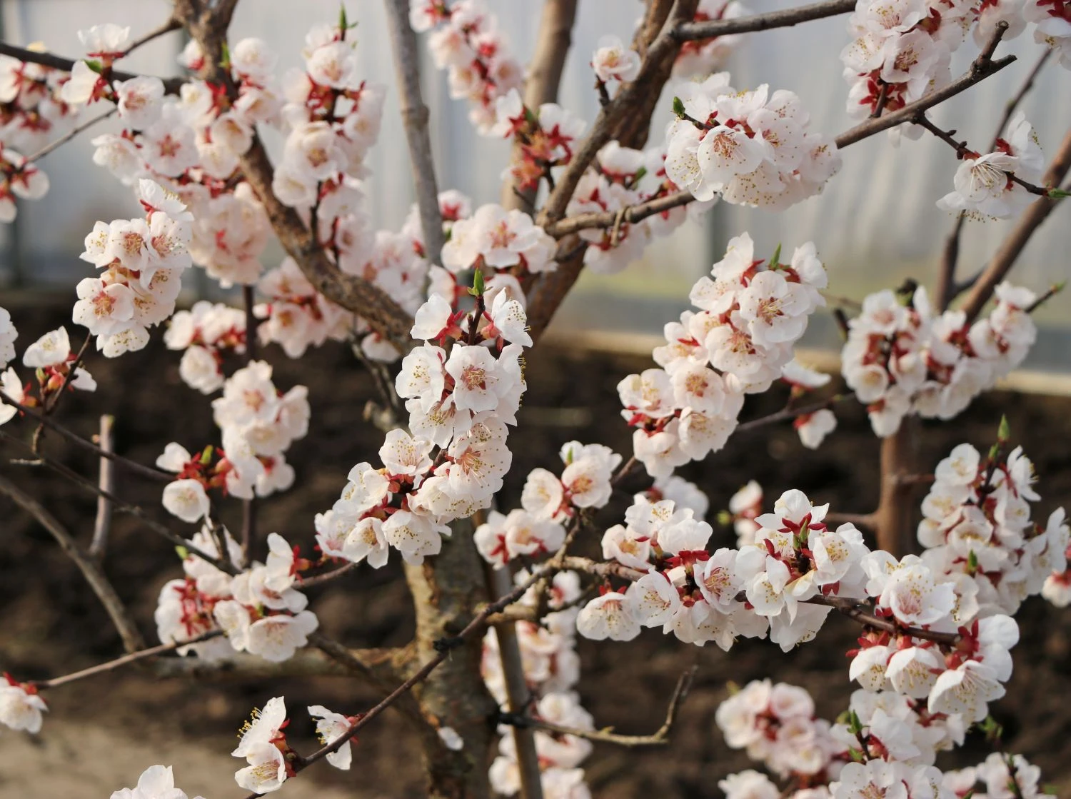 Aprikose 'Orangered' 7 Aprikose 'Orangered' – Bild 5