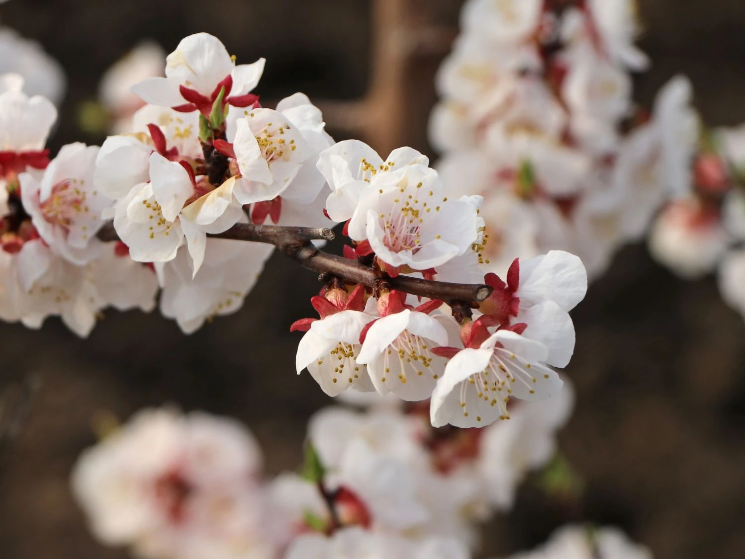 Aprikose 'Orangered' 4 Aprikose 'Orangered' – Bild 2