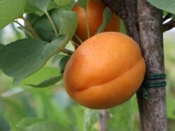 Aprikose 'Säulenaprikose' -Günstiges Erd Seele Geschäft aprikose saeulenaprikose m051320 w 0