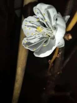 Aprikose 'Temporao De Villa Franca' -Günstiges Erd Seele Geschäft aprikose temporao de villa franca m006718 1328917 0