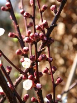 Aprikose 'Temporao De Villa Franca' -Günstiges Erd Seele Geschäft aprikose temporao de villa franca m006718 w 1