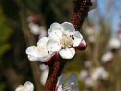 Aprikose 'Temporao De Villa Franca' -Günstiges Erd Seele Geschäft aprikose temporao de villa franca m006718 w 2