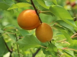 Aprikose 'Temporao De Villa Franca' -Günstiges Erd Seele Geschäft aprikose temporao de villa franca m006718 w 4