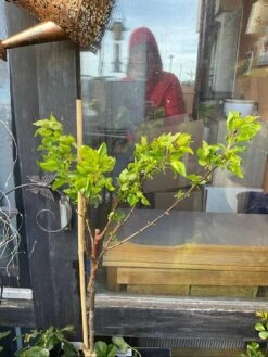 Aprikose (Zwergform) -Günstiges Erd Seele Geschäft aprikose zwergform m115659 1338550 0