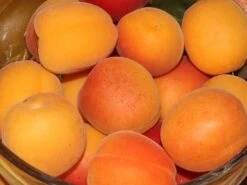 Aprikose (Zwergform)