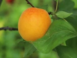 Aprikose (Zwergform) -Günstiges Erd Seele Geschäft aprikose zwergform m115659 w 0