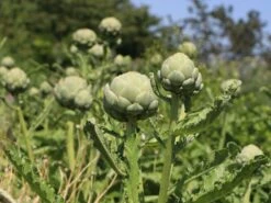 Artischocke -Günstiges Erd Seele Geschäft artischocke m044705 w 1