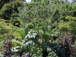 Artischocke -Günstiges Erd Seele Geschäft artischocke m044705 w 2