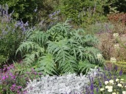 Artischocke -Günstiges Erd Seele Geschäft artischocke m044705 w 5