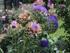 Artischocke -Günstiges Erd Seele Geschäft artischocke m044705 w 6