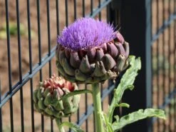 Artischocke -Günstiges Erd Seele Geschäft artischocke m044705 w 7