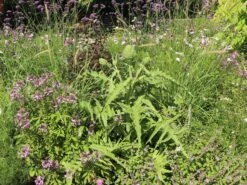 Artischocke -Günstiges Erd Seele Geschäft artischocke m044705 w 8