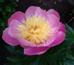 Asiatische Edel-Pfingstrose 'Bowl Of Beauty' 26 Asiatische Edel-Pfingstrose 'Bowl Of Beauty' -Günstiges Erd Seele Geschäft asiatische edel pfingstrose bowl of beauty m044964 193676 0