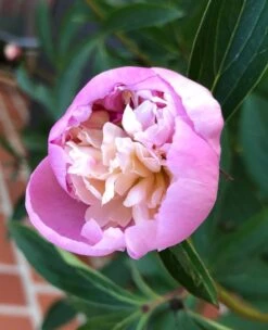 Asiatische Edel-Pfingstrose 'Bowl Of Beauty' 27 Asiatische Edel-Pfingstrose 'Bowl Of Beauty' -Günstiges Erd Seele Geschäft asiatische edel pfingstrose bowl of beauty m044964 914522 0