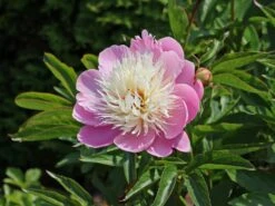 Asiatische Edel-Pfingstrose 'Bowl Of Beauty'