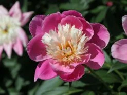 Asiatische Edel-Pfingstrose 'Bowl Of Beauty' 19 Asiatische Edel-Pfingstrose 'Bowl Of Beauty' -Günstiges Erd Seele Geschäft asiatische edel pfingstrose bowl of beauty m044964 w 0