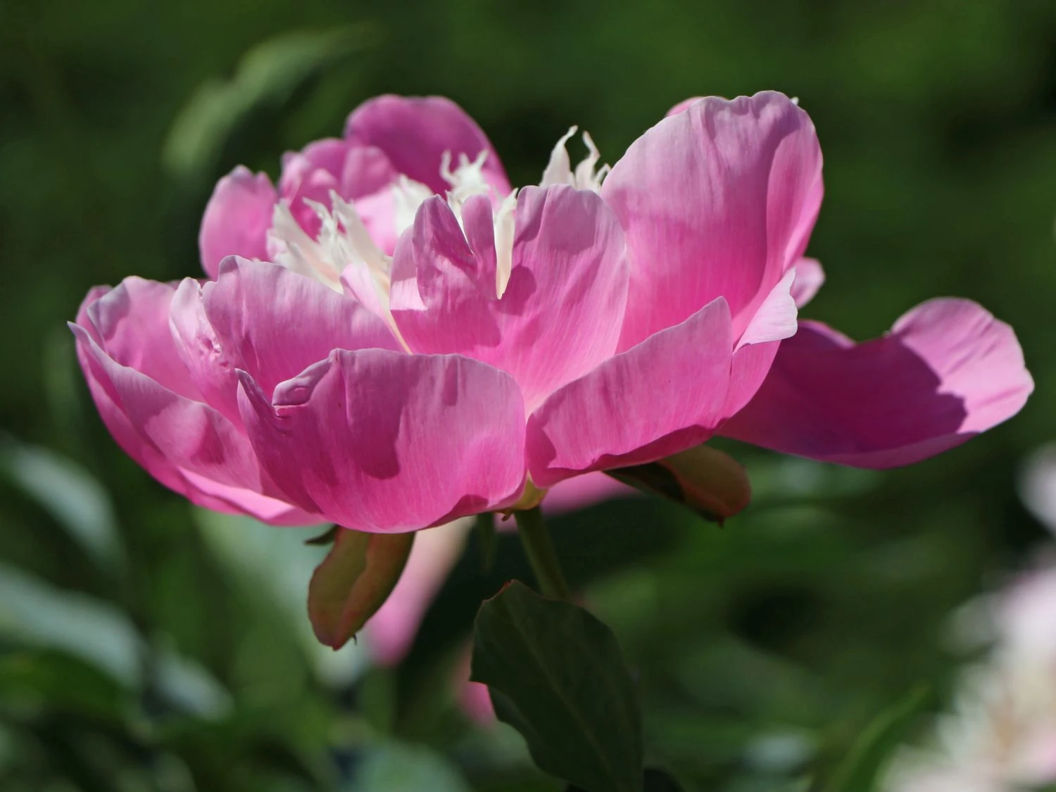 Asiatische Edel-Pfingstrose 'Bowl Of Beauty' 9 Asiatische Edel-Pfingstrose 'Bowl Of Beauty' – Bild 7