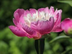 Asiatische Edel-Pfingstrose 'Bowl Of Beauty' 20 Asiatische Edel-Pfingstrose 'Bowl Of Beauty' -Günstiges Erd Seele Geschäft asiatische edel pfingstrose bowl of beauty m044964 w 2