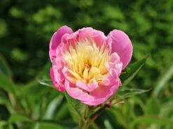 Asiatische Edel-Pfingstrose 'Bowl Of Beauty' 23 Asiatische Edel-Pfingstrose 'Bowl Of Beauty' -Günstiges Erd Seele Geschäft asiatische edel pfingstrose bowl of beauty m044964 w 3