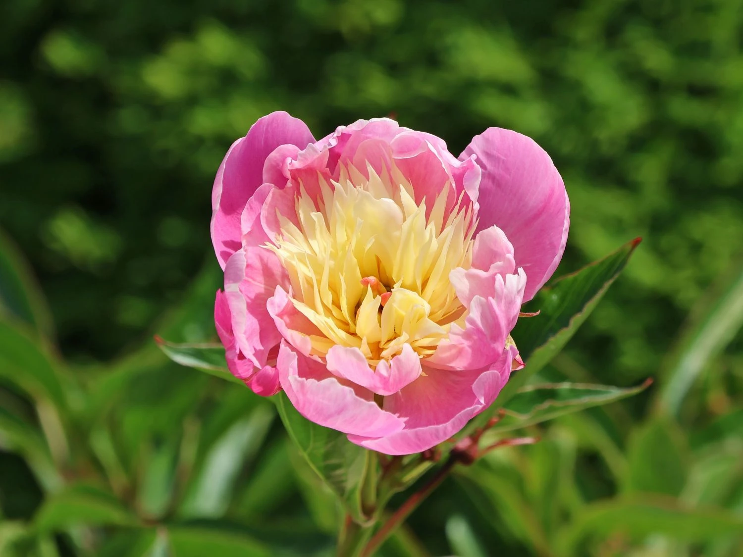 Asiatische Edel-Pfingstrose 'Bowl Of Beauty' 11 Asiatische Edel-Pfingstrose 'Bowl Of Beauty' – Bild 9