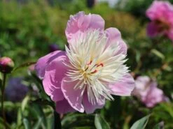 Asiatische Edel-Pfingstrose 'Bowl Of Beauty' 17 Asiatische Edel-Pfingstrose 'Bowl Of Beauty' -Günstiges Erd Seele Geschäft asiatische edel pfingstrose bowl of beauty m044964 w 4