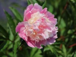 Asiatische Edel-Pfingstrose 'Bowl Of Beauty' 24 Asiatische Edel-Pfingstrose 'Bowl Of Beauty' -Günstiges Erd Seele Geschäft asiatische edel pfingstrose bowl of beauty m044964 w 5