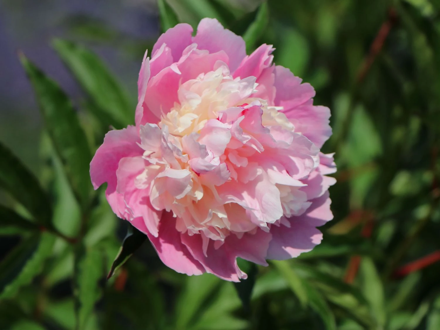 Asiatische Edel-Pfingstrose 'Bowl Of Beauty' 12 Asiatische Edel-Pfingstrose 'Bowl Of Beauty' – Bild 10