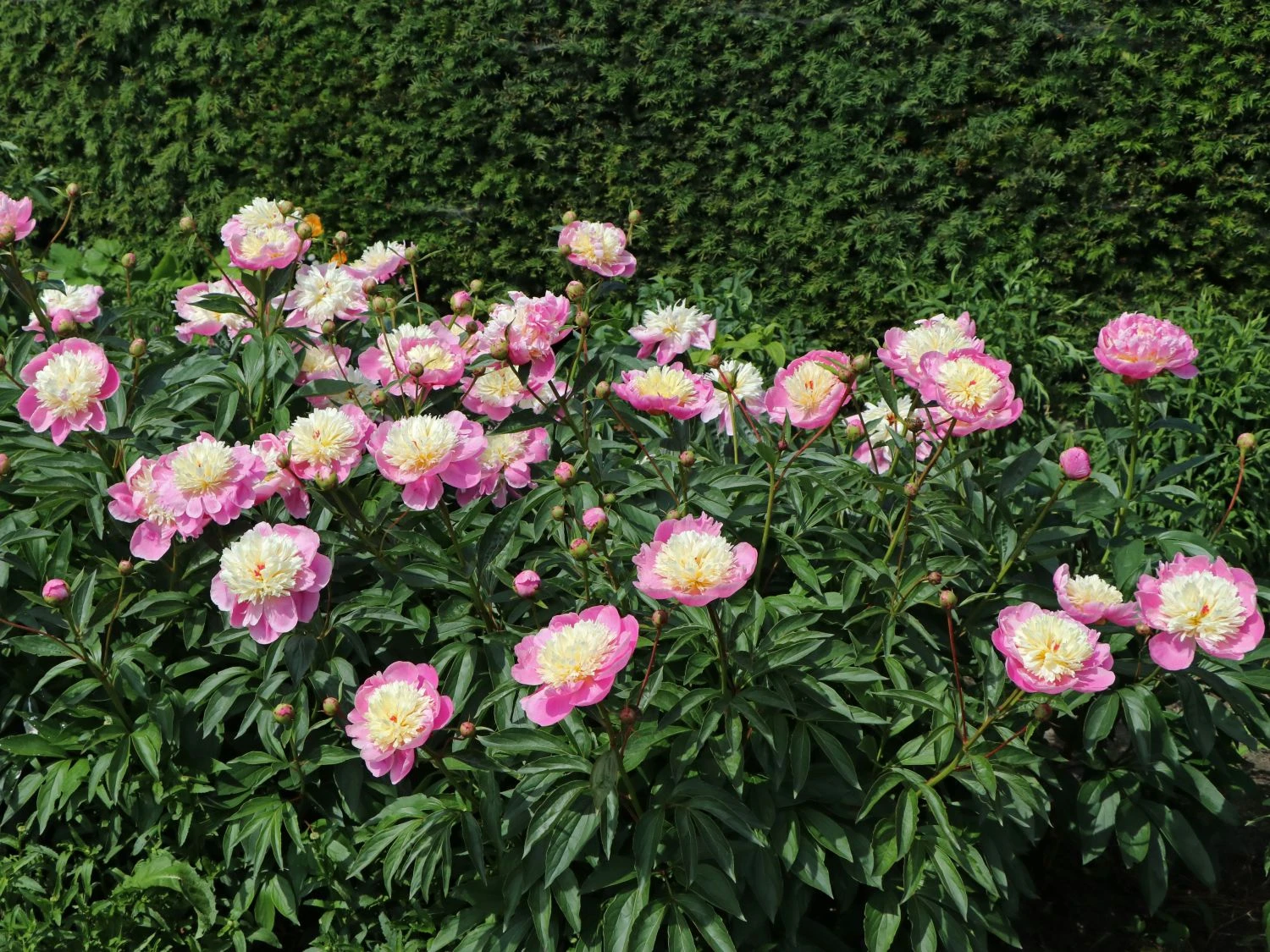 Asiatische Edel-Pfingstrose 'Bowl Of Beauty' 4 Asiatische Edel-Pfingstrose 'Bowl Of Beauty' – Bild 2