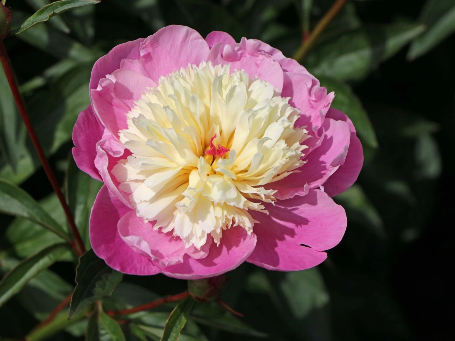 Asiatische Edel-Pfingstrose 'Bowl Of Beauty' 10 Asiatische Edel-Pfingstrose 'Bowl Of Beauty' – Bild 8