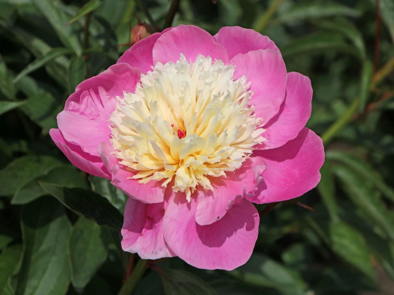 Asiatische Edel-Pfingstrose 'Bowl Of Beauty' 13 Asiatische Edel-Pfingstrose 'Bowl Of Beauty' – Bild 11