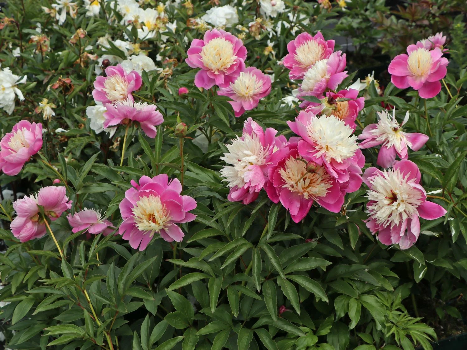 Asiatische Edel-Pfingstrose 'Bowl Of Beauty' 6 Asiatische Edel-Pfingstrose 'Bowl Of Beauty' – Bild 4