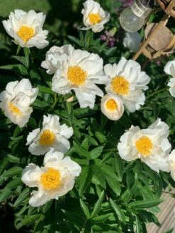 Asiatische Pfingstrose 'Krinkled White' -Günstiges Erd Seele Geschäft asiatische pfingstrose krinkled white m078641 1116629 0